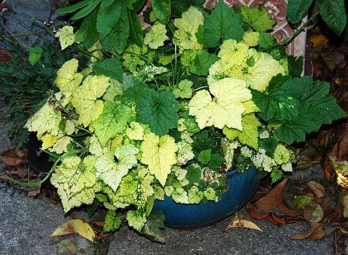 Tolmiea cresce em um monte de folhas grandes