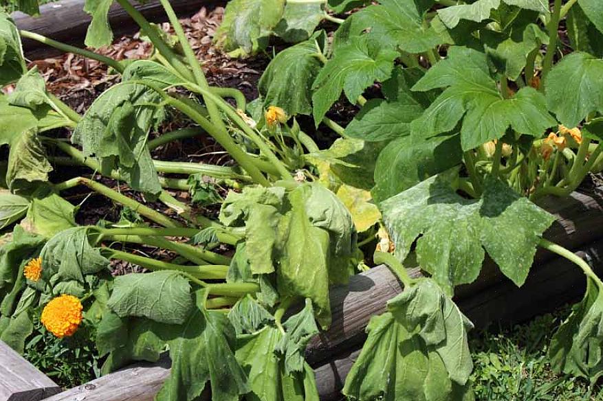 O patógeno do áster amarelo não sobreviverá em uma planta morta