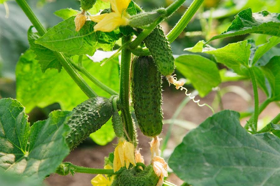 A murcha bacteriana do pepino é transmitida pelo besouro do pepino