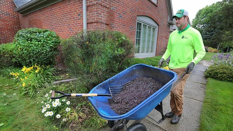 Muitos proprietários de casas perguntam se o mulch tingido (também chamado de "mulch colorido") é seguro