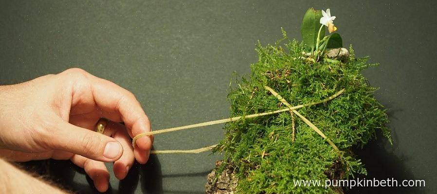 As orquídeas que crescem nos cantos das árvores em seu habitat natural têm maior probabilidade