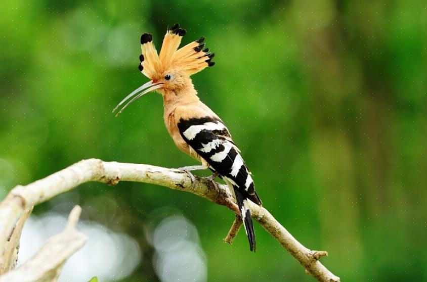 As aves nacionais oficiais são selecionadas por meio de ação legislativa ou nomeações governamentais