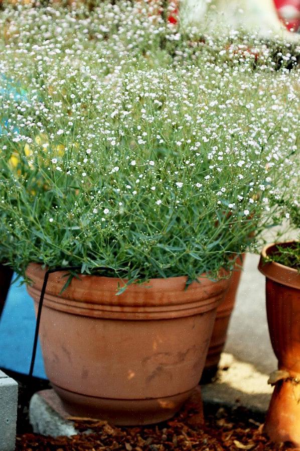 Baby's-Breath Euphorbia está começando a se tornar popular na época do Natal