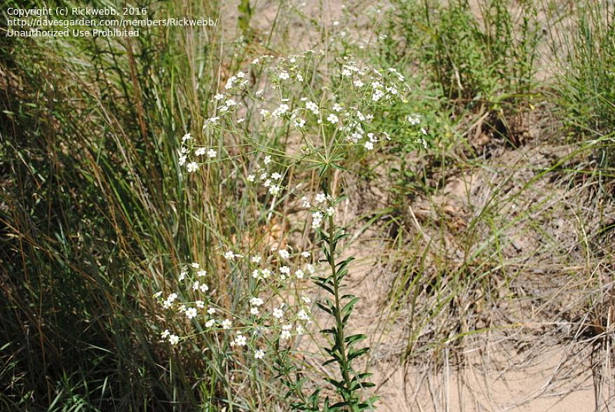 As plantas Euphorbia da respiração do bebê (Euphorbia hypericifolia) parecem cachos espumosos de flores