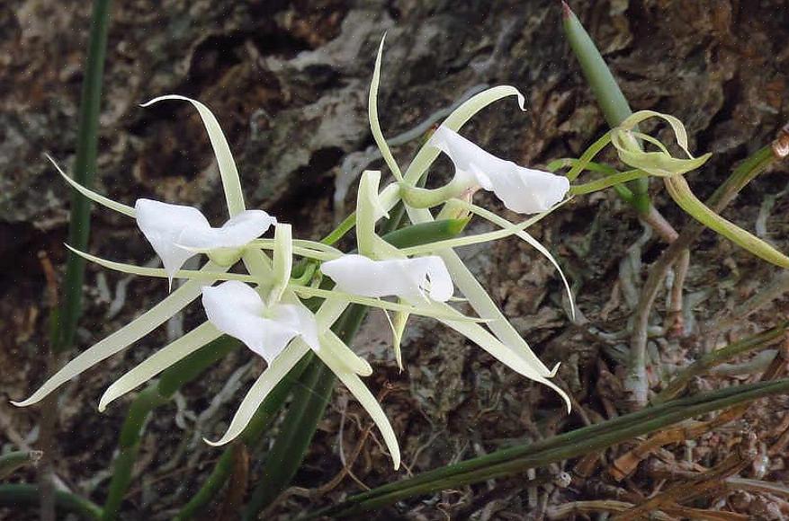 As orquídeas Brassavola são polinizadas por traças