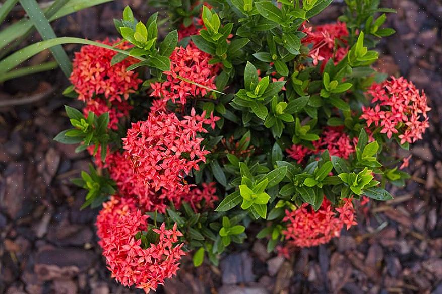 Mas Ixora coccinea é a única comumente cultivada