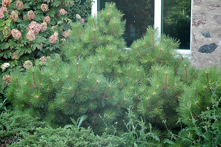 O pinheiro austríaco (Pinus nigra) pode ser a conífera perfeita para a paisagem da sua cidade