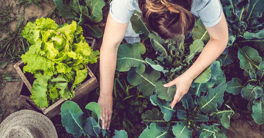 Talvez já esteja fazendo um bom uso das borras de café no jardim de flores