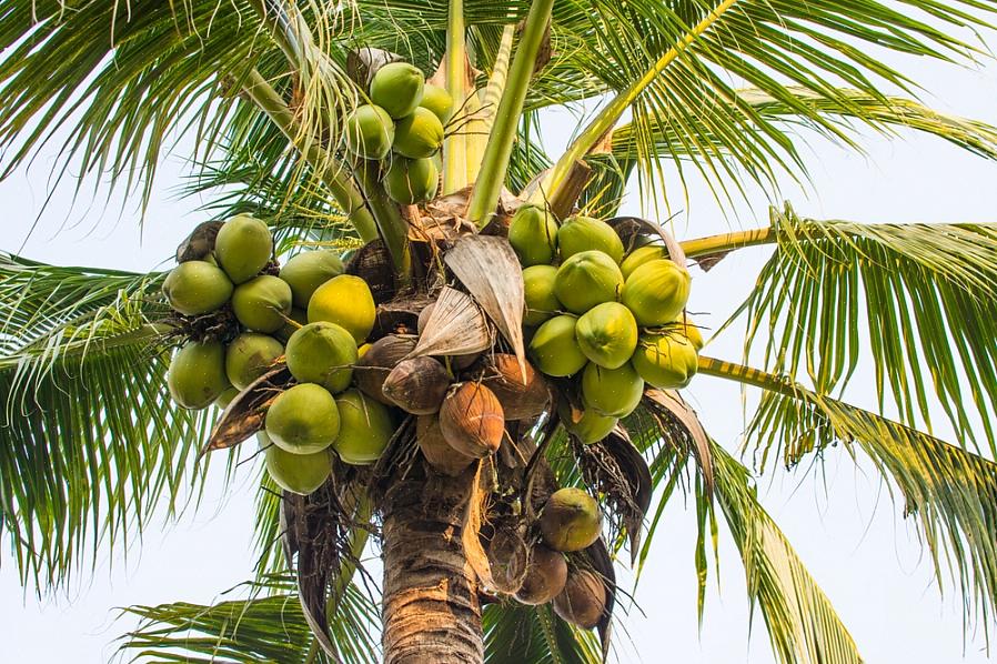 Os cocos podem facilmente atingir 100 metros ou mais