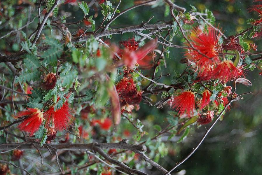 As flores Fairy Duster são bolas de flores vermelhas ou rosa fofas com uma aparência de penas que têm cerca