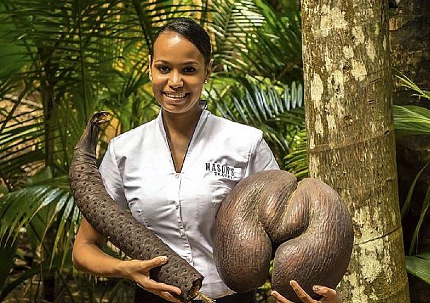 A semente do coco de mer é enorme e pesada