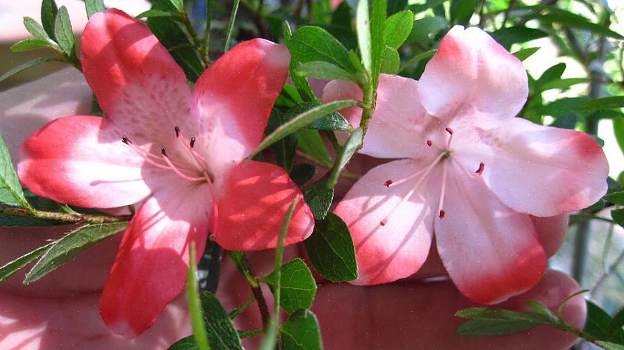 Pode considerar um sistema hidropônico completo como uma introdução à cultura de flores sem solo