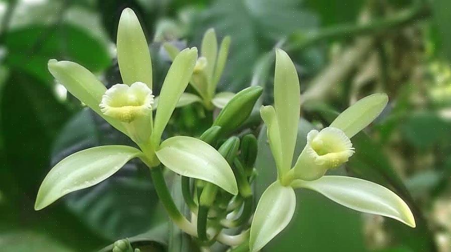 A orquídea baunilha não é uma planta fácil de cultivar para iniciantes