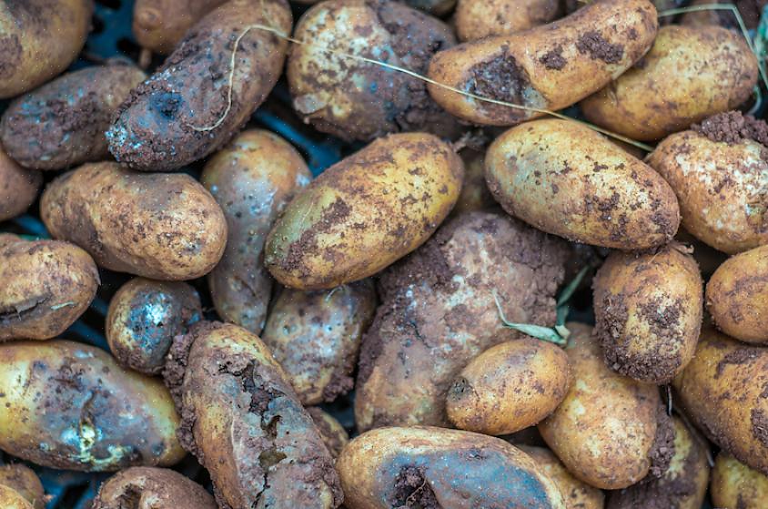 Se você conseguiu salvar alguns tomates ou batatas antes que suas plantas sucumbissem à requeima