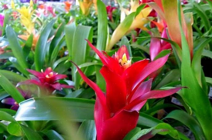 Guzmania não são bromélias difíceis de cultivar