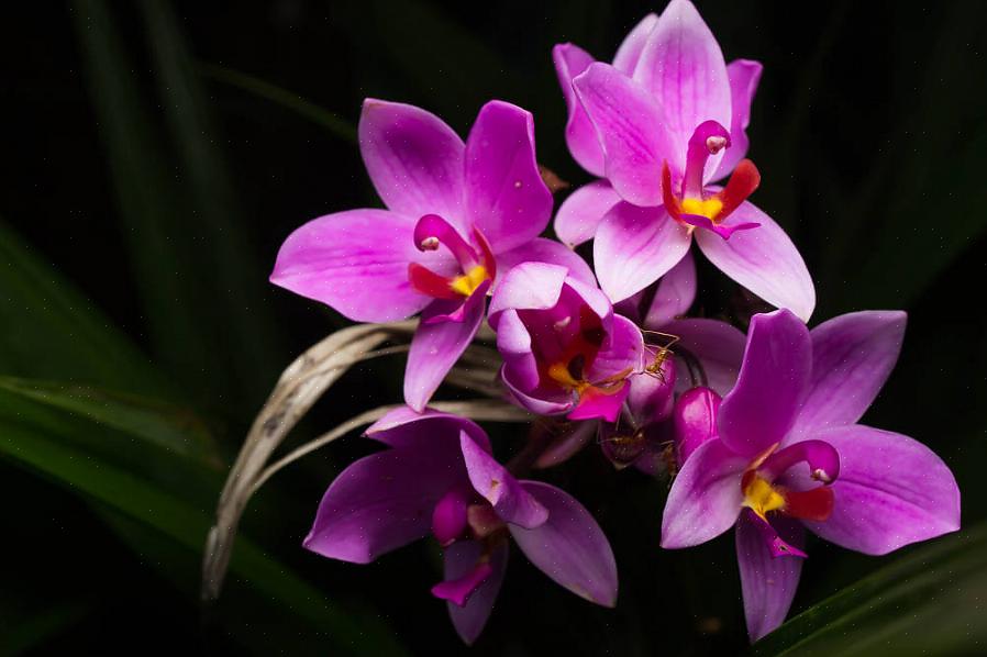 O que significa que são uma orquídea ideal para canteiros de jardins tropicais