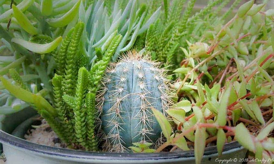 Existem muitos Pilosocereus cacti interessantes além de P