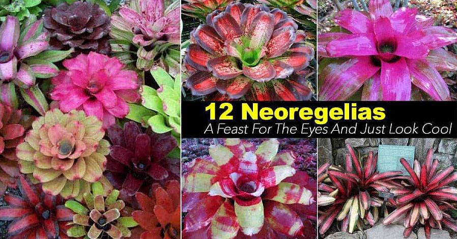 A espécie de Neoregelia mais comum vista em jardins é a Neoregelia carolinae