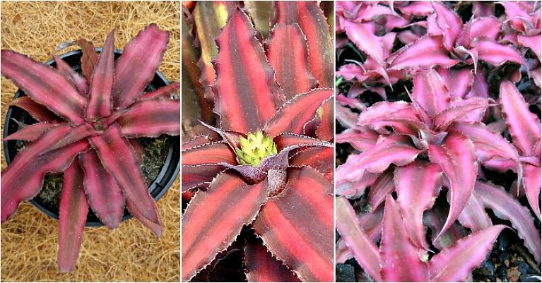 As bromélias de Cryptanthus