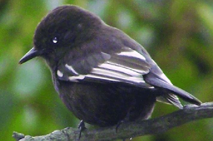 Os observadores de pássaros podem identificar facilmente pássaros melanísticos