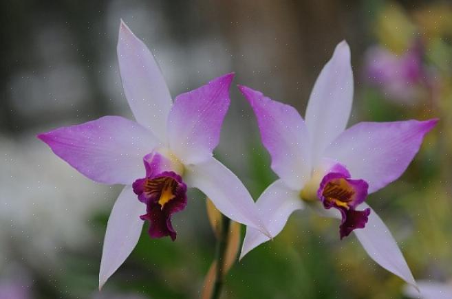 O gênero Laelia recém-definido contém apenas algumas orquídeas Laelia mexicanas