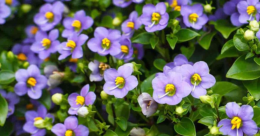 As violetas persas estão relacionadas com impatiens em vez de violetas