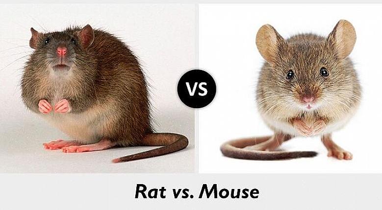 As espécies de ratos mais comuns na Europa são o rato da Noruega