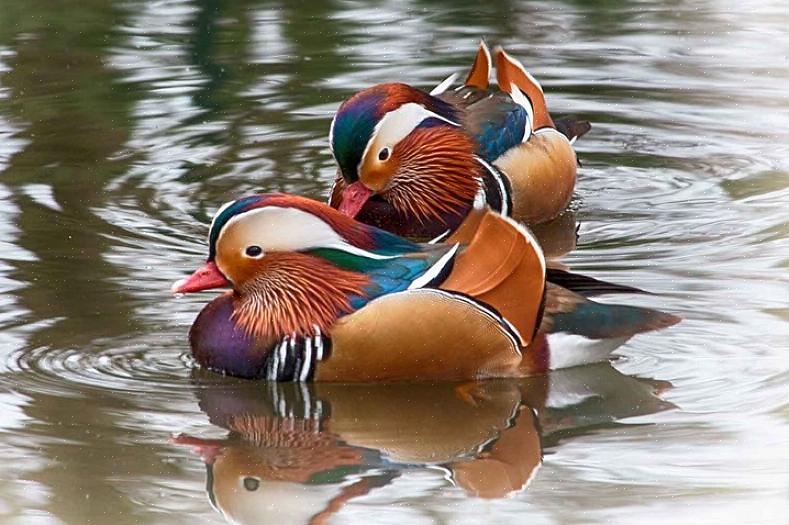 Vamos examinar o uso de patos mandarim como uma cura clássica do feng shui para o amor e