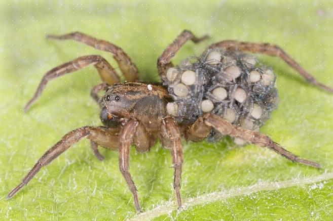 Os cientistas identificaram mais de 125 espécies de aranha-lobo só na Europa