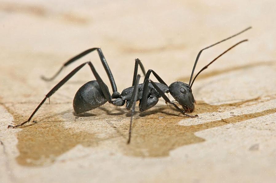 Uma infestação de formigas carpinteiras em sua casa