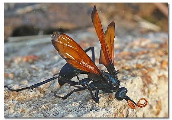 Mas pode ser encontrada em qualquer lugar onde a tarântula é encontrada