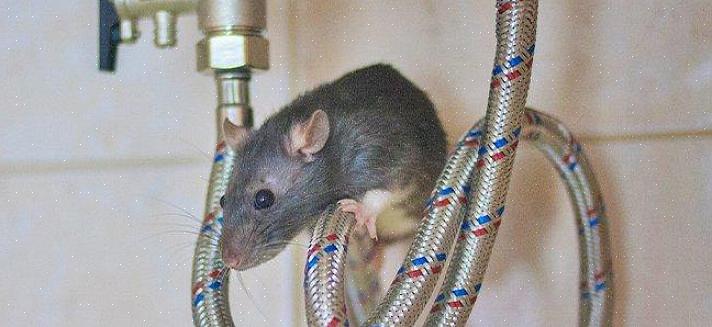 O rato do telhado (rattus rattus)