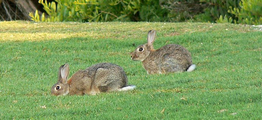 Os coelhos de escova pesam cerca de um quilo