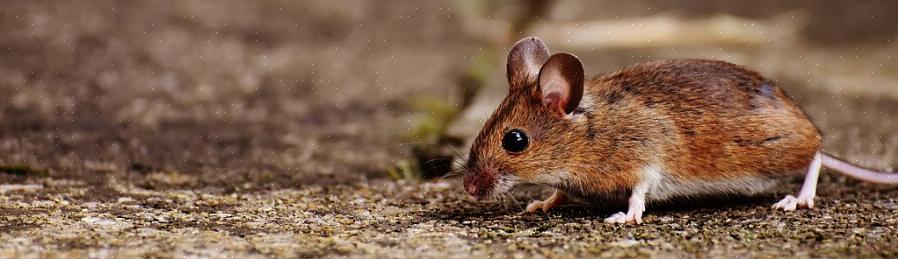 Embora o rato veado prefira florestas