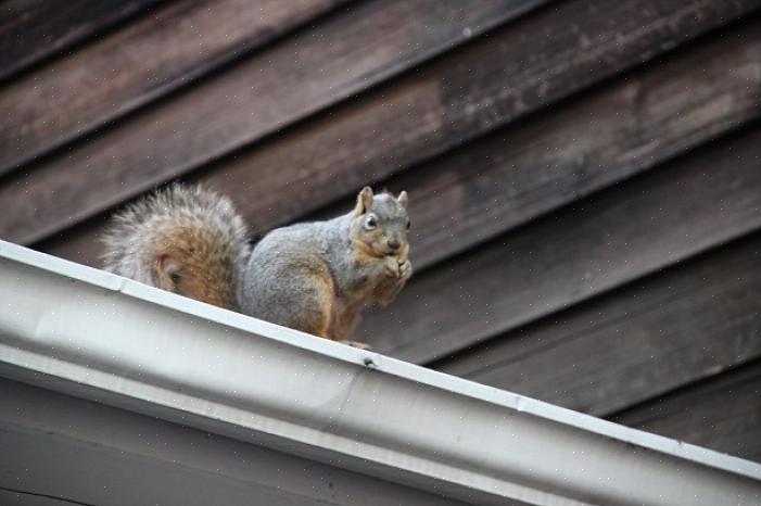 Adaptados com permissão de "How to Evict Squirrels" por Bill Earl