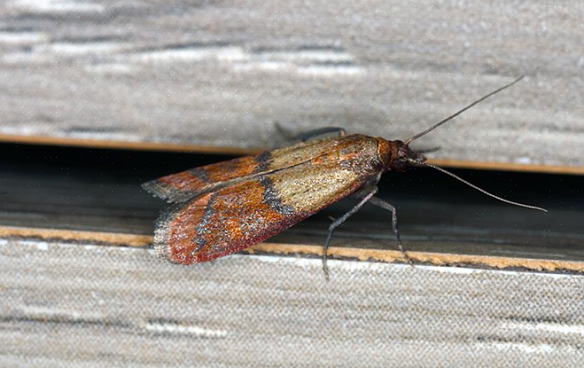 Alguns dos alimentos mais comuns que atraem larvas de mariposas Indianmeal para alimentar