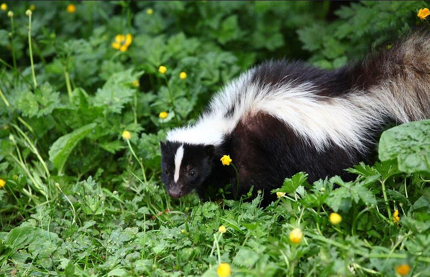 Com alguns não tendo repelentes ou pesticidas registrados para controle de gambás