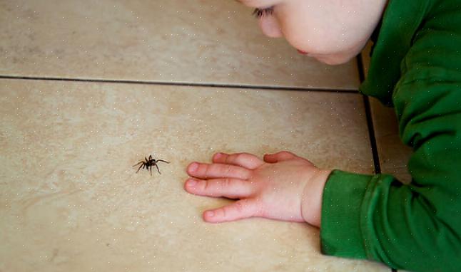 Reduza os insetos que atraem as aranhas substituindo as lâmpadas de vapor de mercúrio padrão por lâmpadas