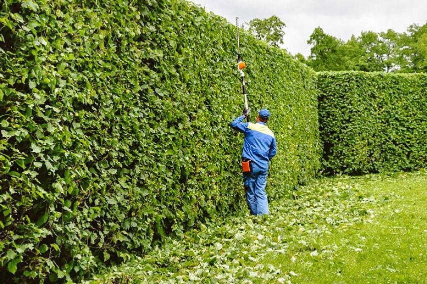 Também é uma planta valiosa tanto no outono quanto no inverno