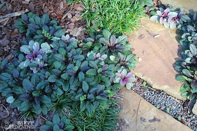 As plantas de cobertura do solo são frequentemente escolhidas por considerações estéticas