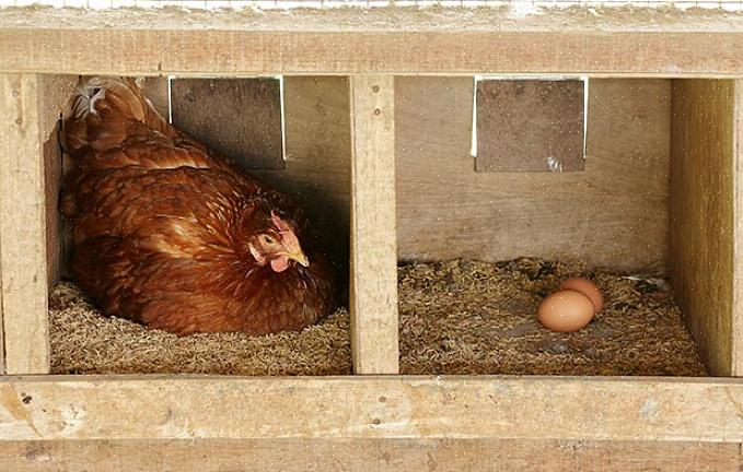 Não só vão parar de botar ovos nas caixas-ninho