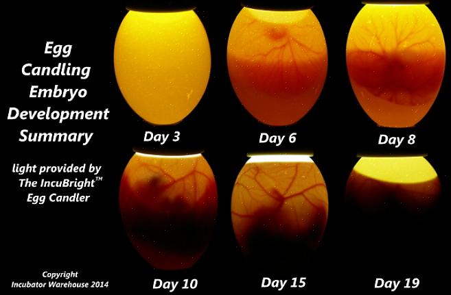 "Vela" um ovo é o processo de segurar uma luz ou vela perto do ovo para ver seu conteúdo interno