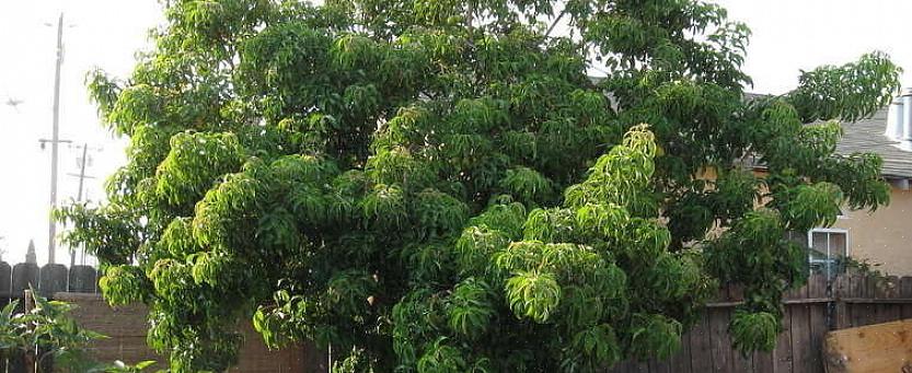 O sapote branco apresenta um fruto redondo