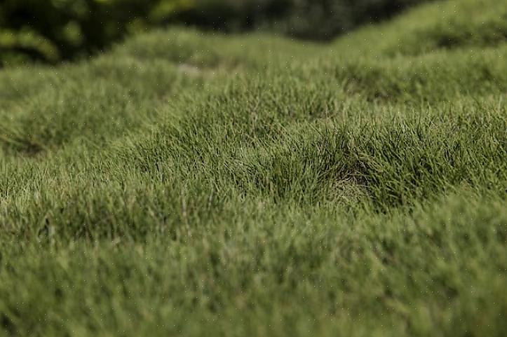 Você pode resolver o problema aplicando um topdressing com uma fina camada de mistura de nivelamento (solo