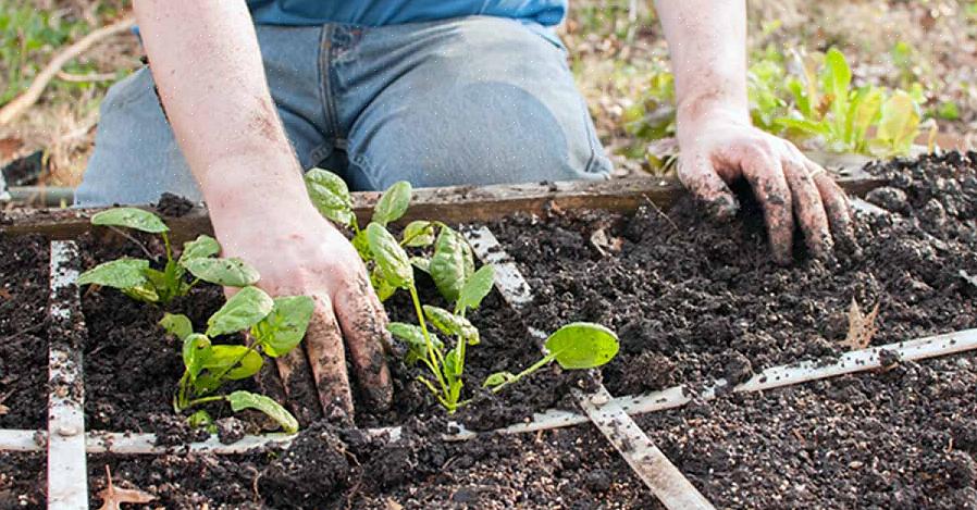 Algumas doenças fúngicas colocam seus ganchos em nossos jardins porque plantamos quando o solo ainda