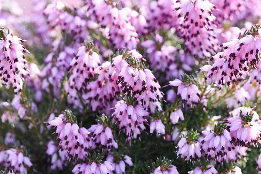 A Erica x darleyensis Mediterranean Pink é mais precisamente denominada "urze de inverno"