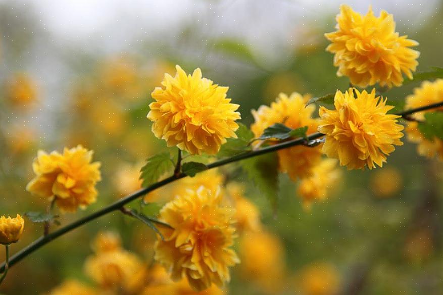 A rosa japonesa (Kerria japonica) é um arbusto de floração decídua que dá flores amarelas na primavera