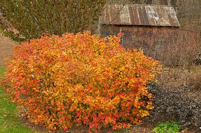 A taxonomia das plantas classifica esses arbustos anões fothergilla como Fothergilla gardenii 'Mount Airy'