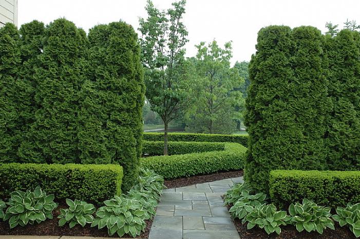 As únicas plantas boas para uma sebe formal têm folhas pequenas