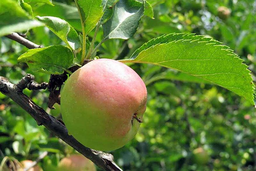 Experimente frutas de variedades de macieiras que você acha que pode querer antes de se comprometer